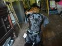 Cane corso Lilith immaculate