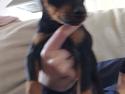 Dvaergpinscher Caro