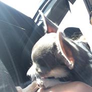 Chihuahua Abby