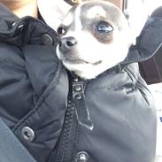 Chihuahua Abby