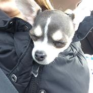 Chihuahua Abby