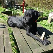Labrador retriever Sif