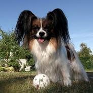 Papillon Pippi