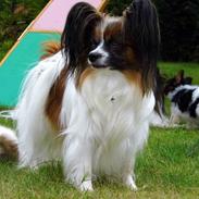 Papillon Pippi