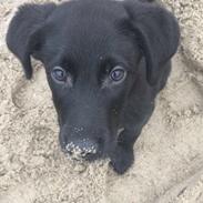 Labrador retriever Mailo 