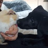 Labrador retriever Mailo 