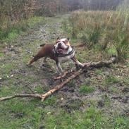 Olde english bulldogge Charlie