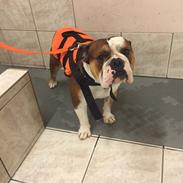 Olde english bulldogge Charlie