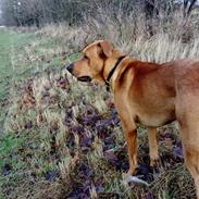 Blanding af racer Simba