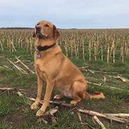 Labrador retriever Freja