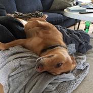 Labrador retriever Freja