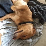 Labrador retriever Freja