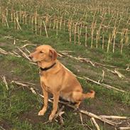 Labrador retriever Freja
