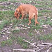 Labrador retriever Freja