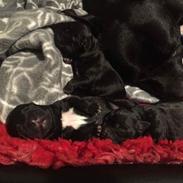 Staffordshire bull terrier Stakstons Puffing Billy "Loki"