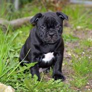 Staffordshire bull terrier Stakstons Puffing Billy "Loki"