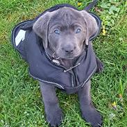 Labrador retriever Ivar von haulundgaard (otto)