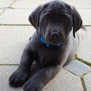 Labrador retriever Ivar von haulundgaard (otto)