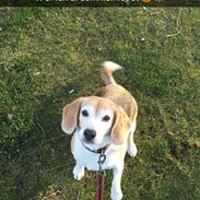 Beagle Freja