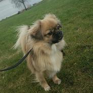 Tibetansk spaniel Athena