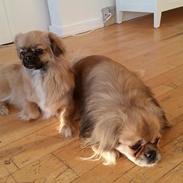 Tibetansk spaniel Athena