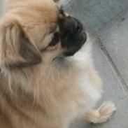 Tibetansk spaniel Athena