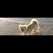 Tibetansk spaniel Athena