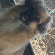 Tibetansk spaniel Athena