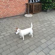 Jack russell terrier Gabi