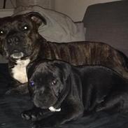 Staffordshire bull terrier Althea