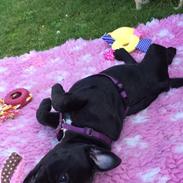 Staffordshire bull terrier Althea