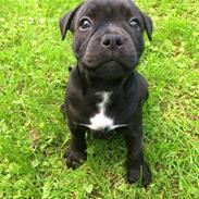 Staffordshire bull terrier Althea