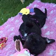 Staffordshire bull terrier Althea