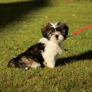 Lhasa apso Ellie