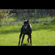 Dobermann Maestro Nero Di Altobello (Snoop)