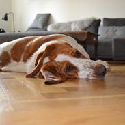 Basset hound Bertha