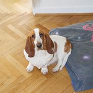 Basset hound Bertha