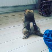 Islandsk fårehund Aya