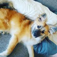 Islandsk fårehund Aya