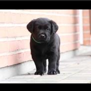 Labrador retriever Charlie 