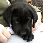 Labrador retriever Charlie 