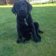 Labrador retriever Charlie 