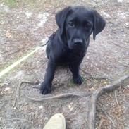 Labrador retriever Charlie 