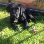 Labrador retriever Charlie 