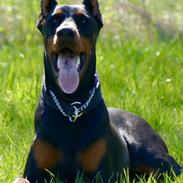 Dobermann Maestro Nero Di Altobello (Snoop)