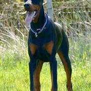 Dobermann Maestro Nero Di Altobello (Snoop)