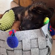 Schæferhund Egåen´s Maggi