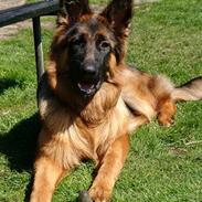 Schæferhund Egåen´s Maggi