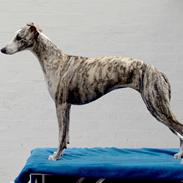 Whippet Bianchi