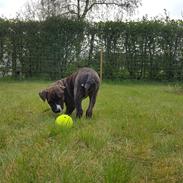 Blanding af racer Tico